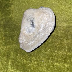 Fossil Clam Shell 