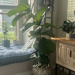Plants for sale