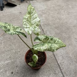 Rare Variegated Alocasia