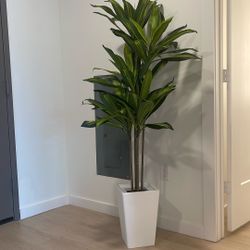 6FT Artificial Dracaena Tree, Fake Tree Indoor with White Tall Planter