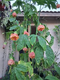 Chinese Lantern "Abutilon " Tree $65