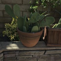 Bunny Ear Cactus