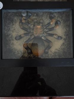 3D Spider Hang Up