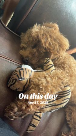 toy poodle