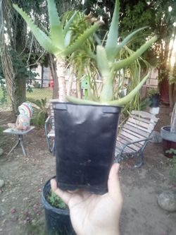 Aloe Vera Plant – Easy Care, Fast Growing
Planta Aloe Vera – Fácil Cuidado y Crecimiento Rápido.