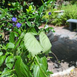 Large Porterweed Plant In Planter