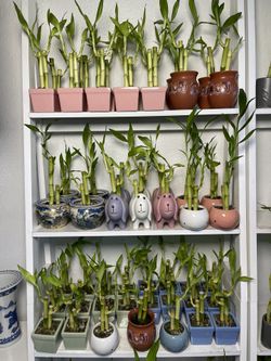 Lucky Bamboo Plants In Ceramic Vases ($5 each)