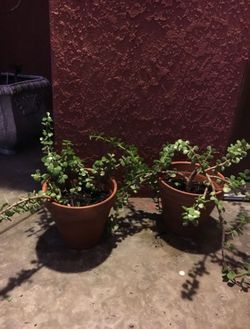 Plants 🪴 (2)