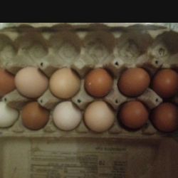 Chickens Eggs 