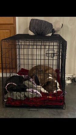 Two XL crates