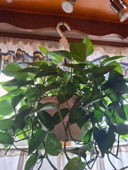 Green home plant