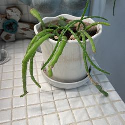 Cactus Start - Fishbone 