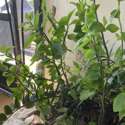 Beautiful Plant 5 Rooted, Or I Can Do Cuttings For A Dollar Each