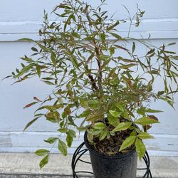 Heavenly Bamboo Nandina Shrub
