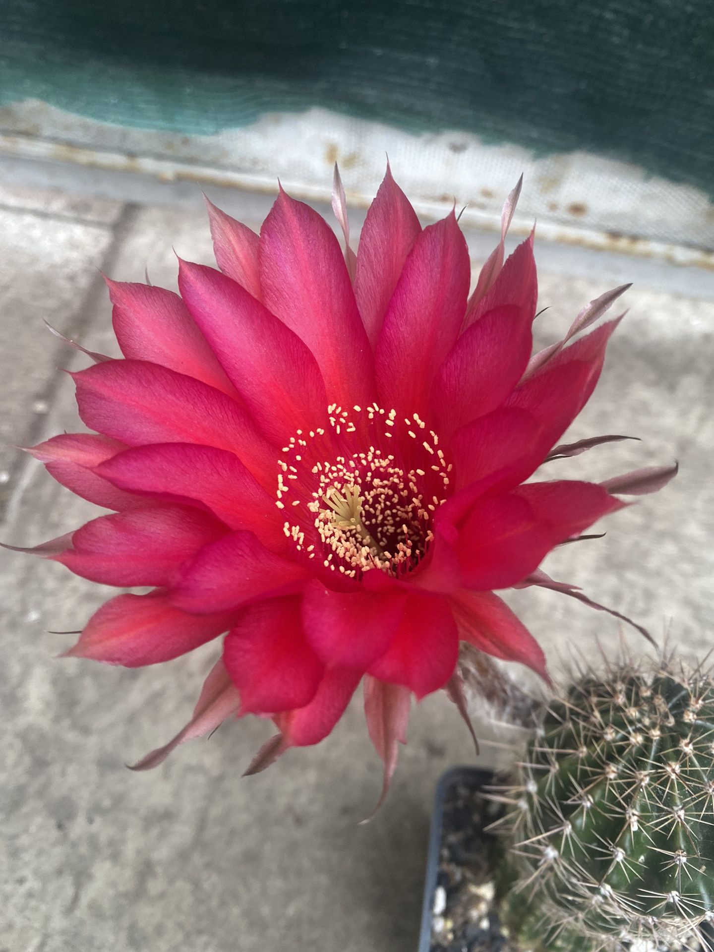 Cactus Blooming Plant, In 6 Inch Pot Pick Up Only