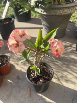Crown of thorns
