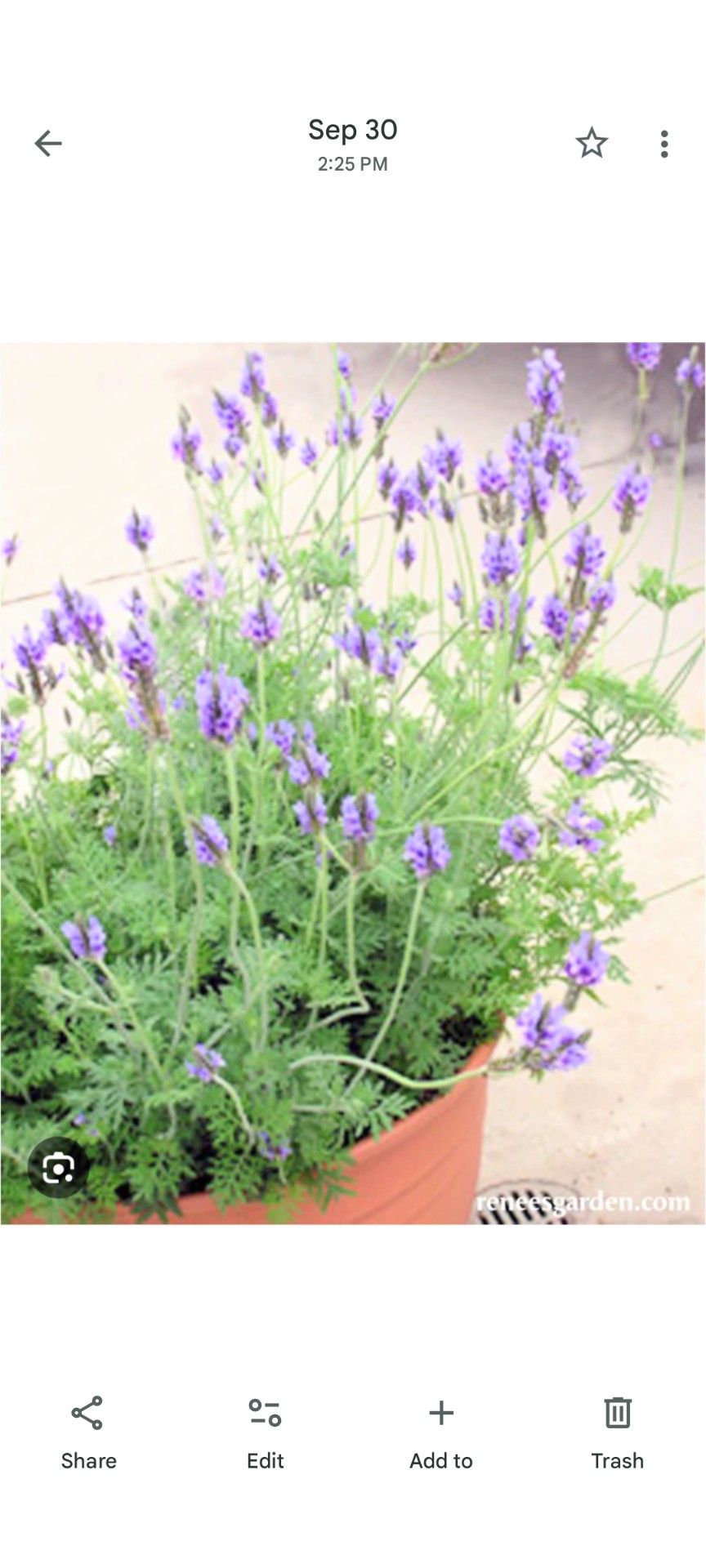 Ever Flowering Fern Leaf Lavender It Flowers Even In The Winter. Big Pot $8 Small Pot $5....Planta Lavanda Siempre Con Flores Tambien En Invierno