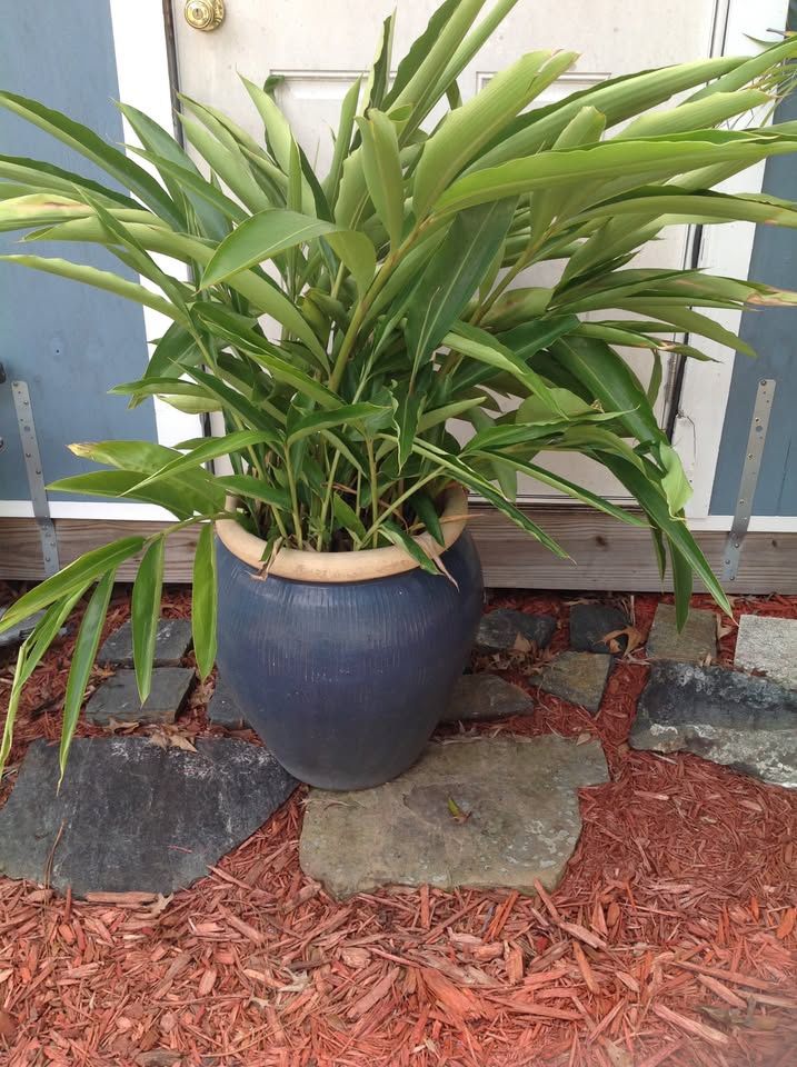 Tropical Plants (not free)