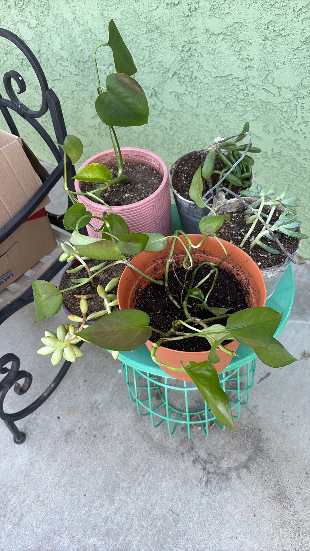 Succulents. All for $30. Including pots.