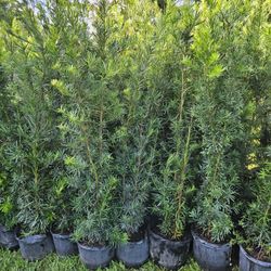 podocarpus Over 6 feet tall Instant Privacy Hedge For Fence Green Full 