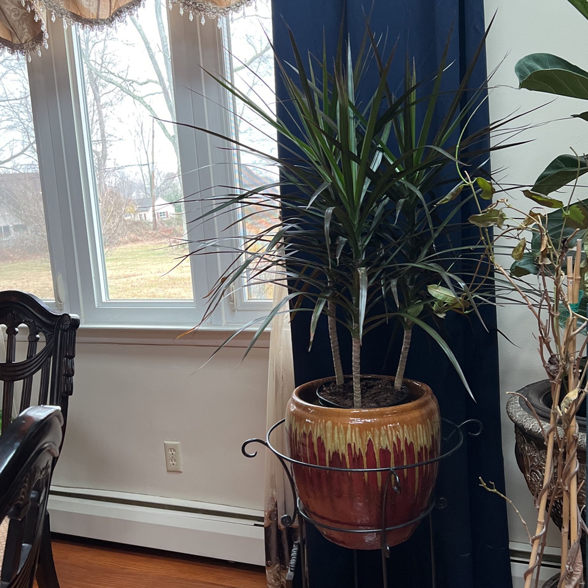 House Plant With Ceramic Pot
