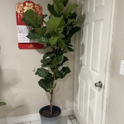 Beautiful Fiddle Leaf Fig Almost 7ft