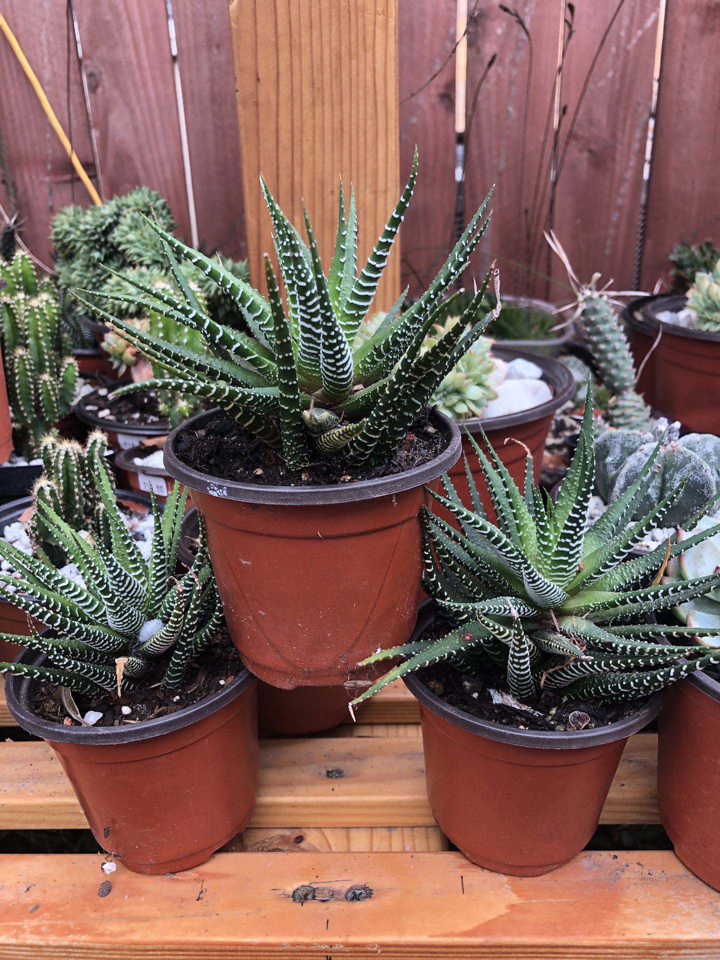 3 Haworthia fascists, wild zebra, 4” pots