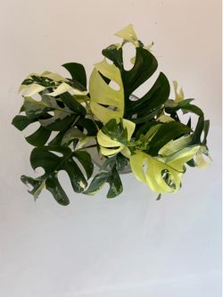 RARE Albo Variegated Mini Monstera/Ginny/ R. Tetrasperma/Variegated Rhaphidophora Tetrasperma-Mom🎁!