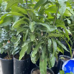 Mango Criollo