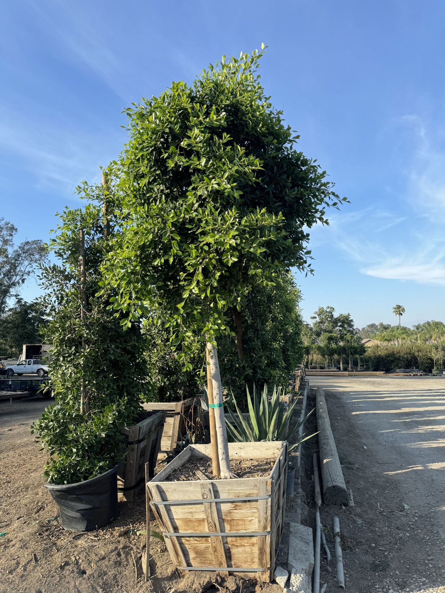 Ficus Tree Shade 36gallon