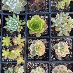 3” inch succulents $2.00 each Available in COVINA