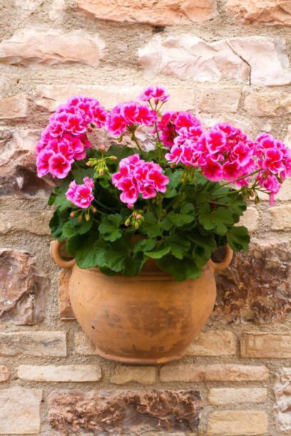 Authentic Italian Terra Cotta Pot Planters