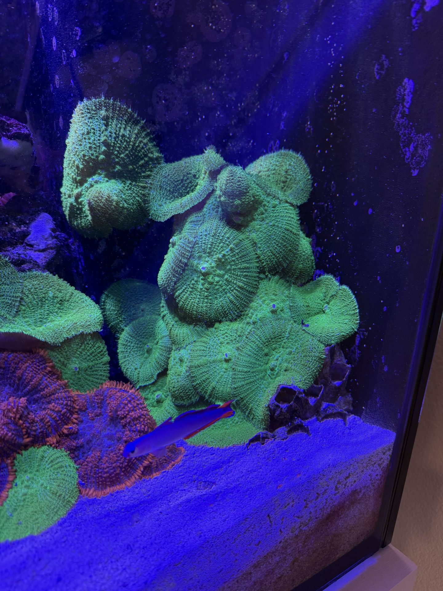 Fake Green Mushroom Coral With Rock