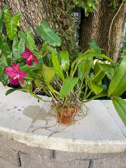 Orchid in bloom