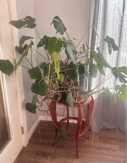 Large Monstera Deliciosa Live Plant