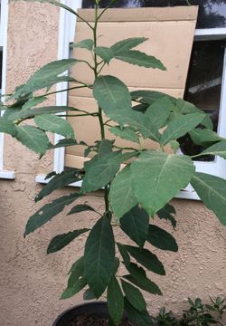 Avocado tree in large pot 5 ft tall
