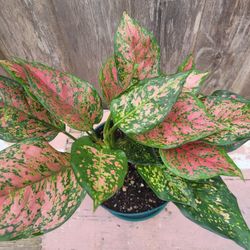 Pink And, Redish Aglonema