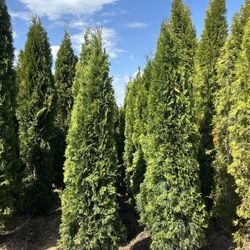 8’ Emerald Green Arborvitaes