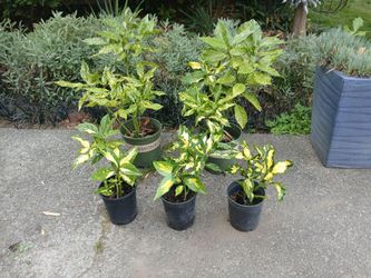 Spotted Laurel Japanese Acuba