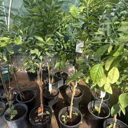 Mandarín Daisy Trees 4F The Tall $55 Each Price Firm 