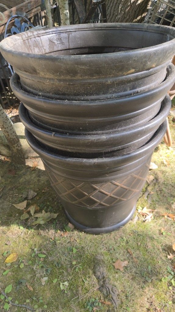 22 In Planters $20 Ea