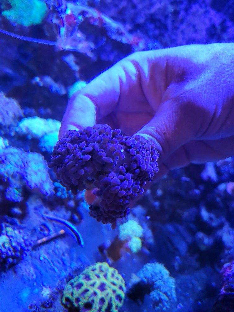 Aquarium Decoration