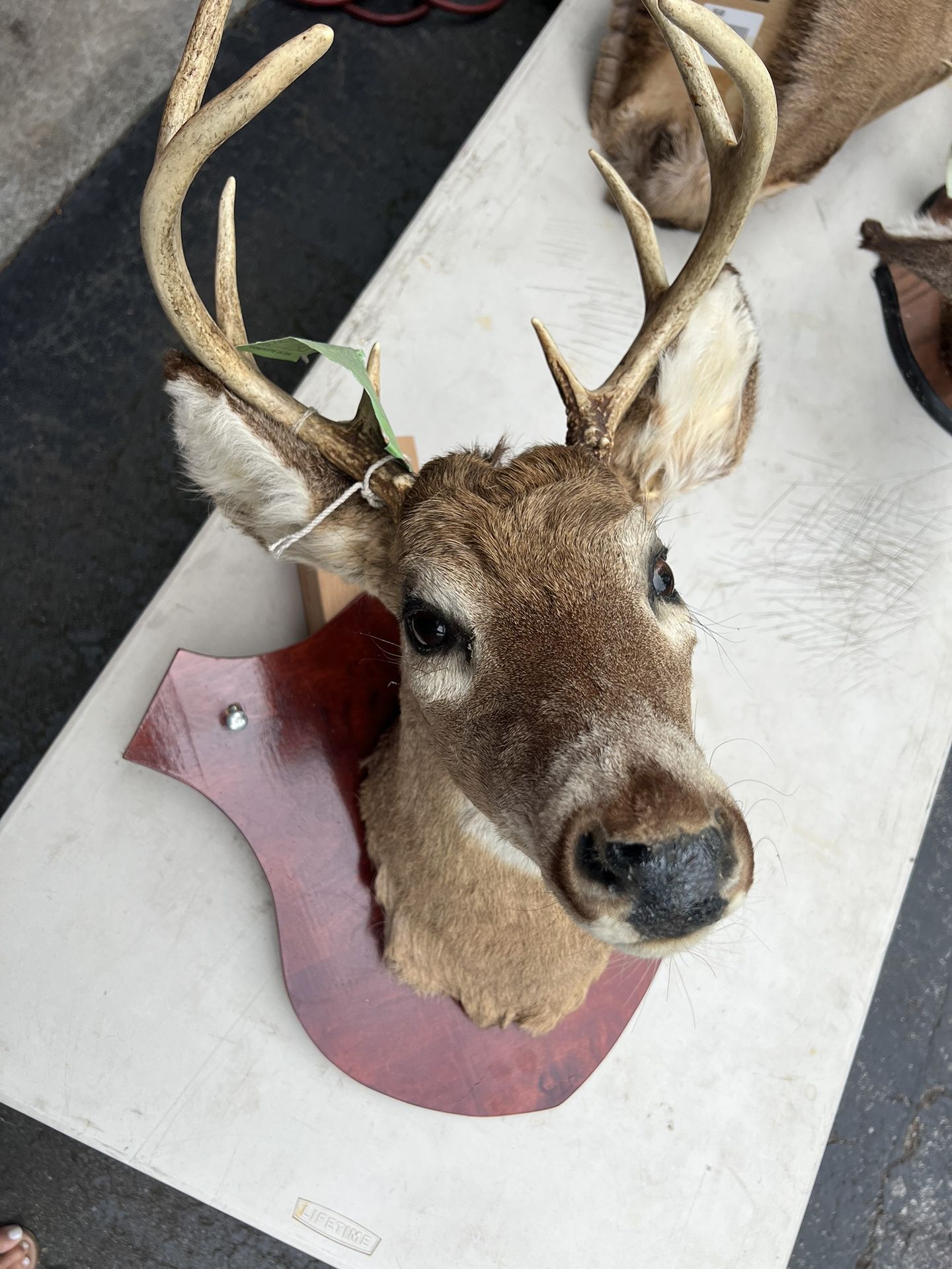 Mounted Deer