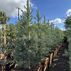 Podocarpus “Icee blue”