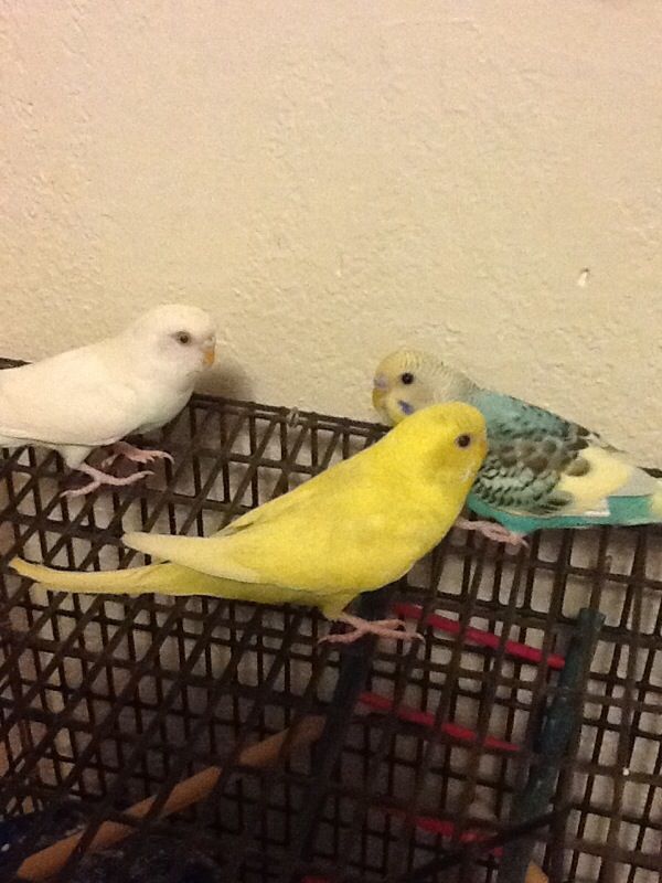 Parakeets