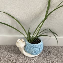 Spider Plant In Cute Pot