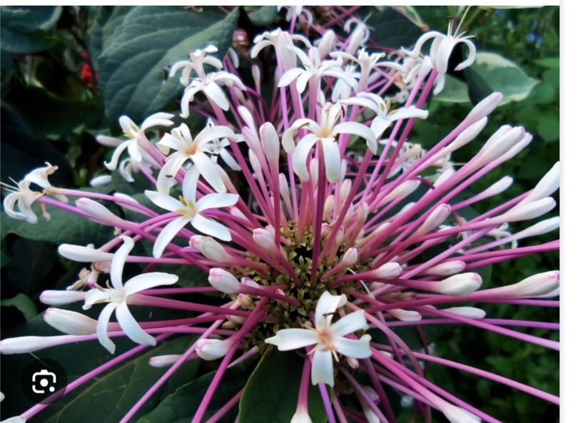 Starburst Shooting Star   AKA Clerodendrum Quadriloculare Tropical Plant