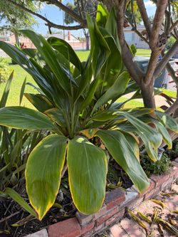 Fresh Hawaiian Ti  leaf stalks | DA GREEN ONE!