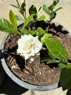 栀子花 gardenia plant / 5 gallon flowering