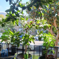 Pink Guava Tree Plant $169.00